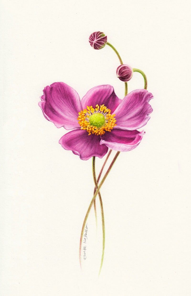 800x1240 Eunike Nugroho Anemone Flower Realistic Flowers I Board I