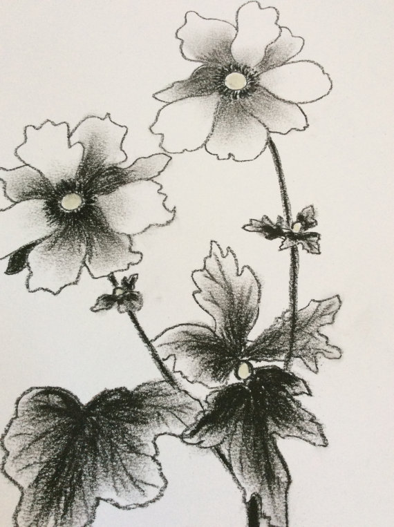 570x763 Original Charcoal Drawing. Japanese Windflower Drawing.anemone