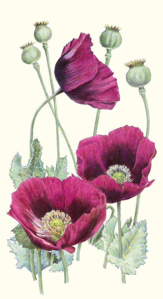 564x1034 Favorite Scientific Drawing, Plus Love The Color Art