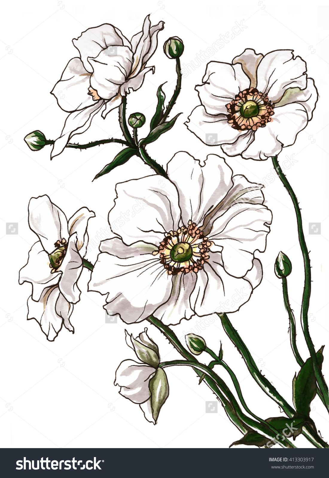 1100x1600 Stock Photo White Anemone Flower Bouquet In Blossom Hand Drawn