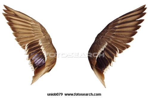500x329 To Draw Angel Wings