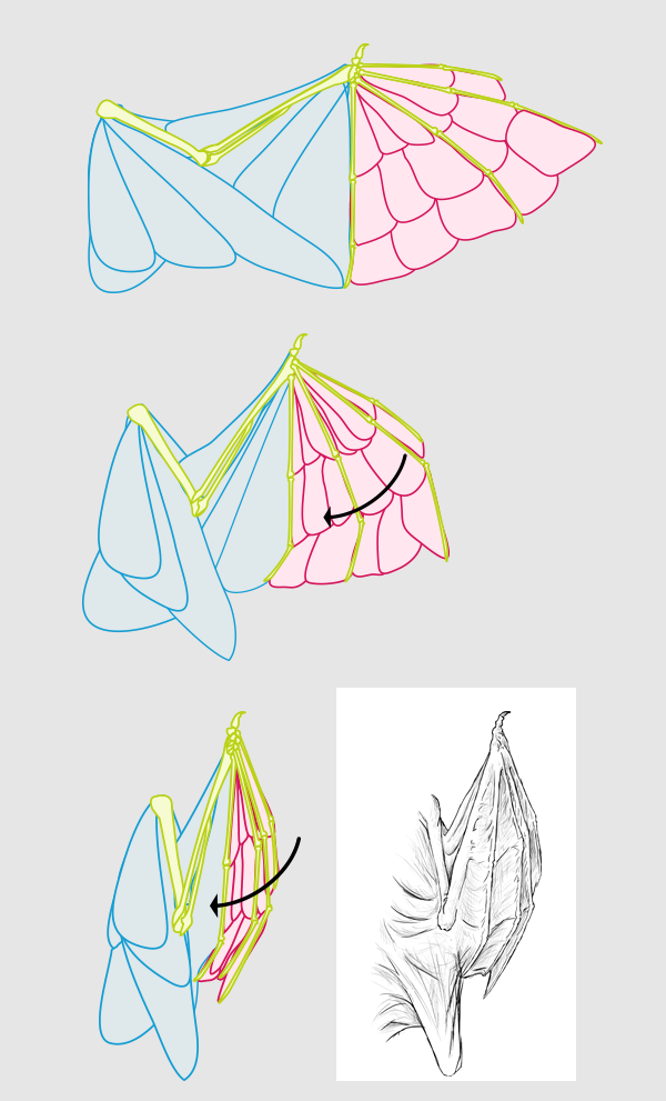 600x991 Taking Flight A Beginner's Guide Into Drawing Wings