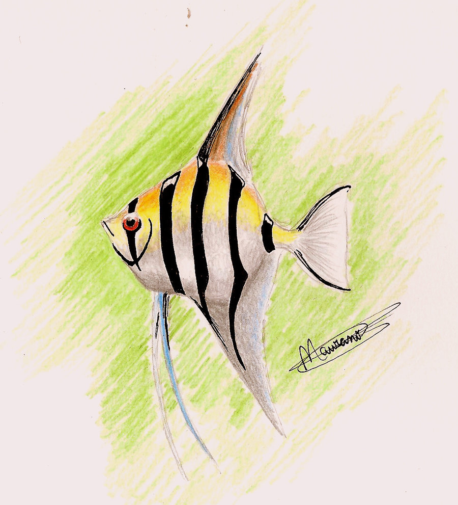 900x991 Angelfish By Gabrielmaurano