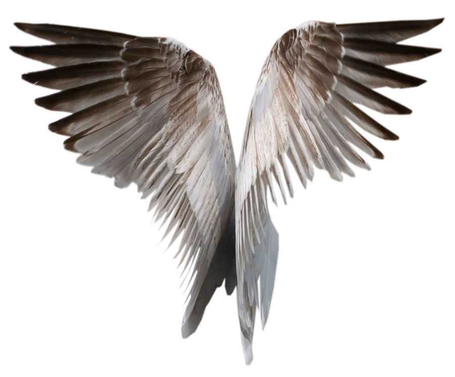 900x745 Wings Png Images Free Download, Angel Wings Png