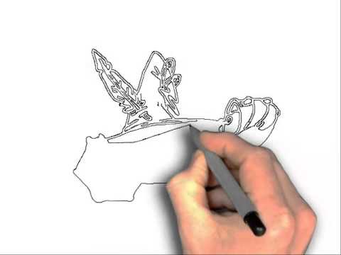 480x360 How To Draw Angry Birds Epic Chuck