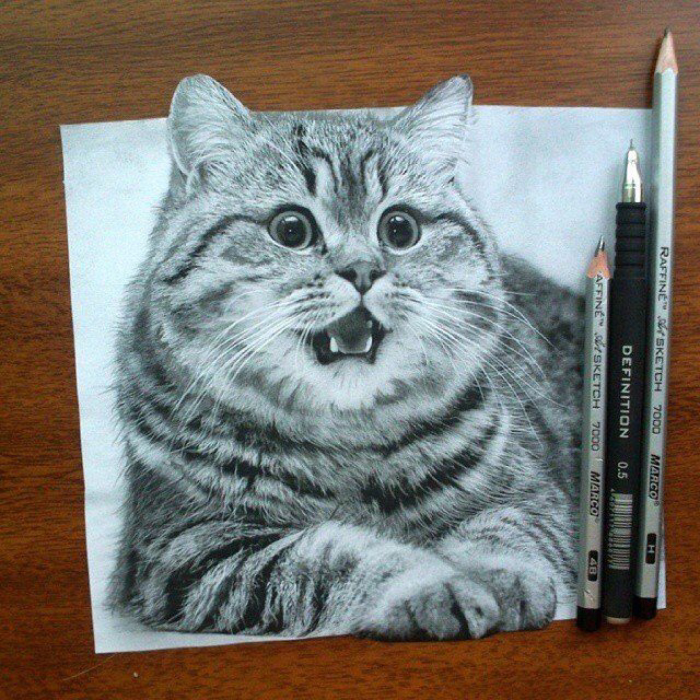 640x640 Angry Cat 3d Illusion Angry Cat