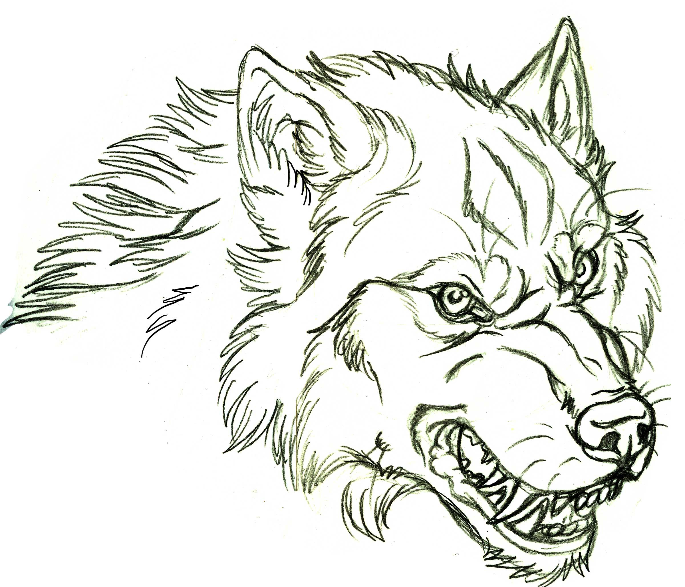 2400x2057 Angry Wolf Face Drawing