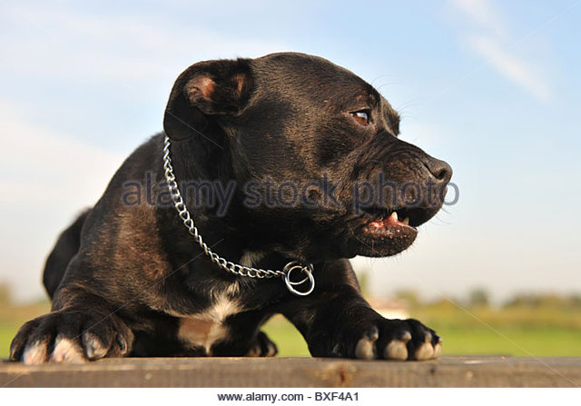 640x447 Pitbull Dog Teeth Stock Photos Amp Pitbull Dog Teeth Stock Images