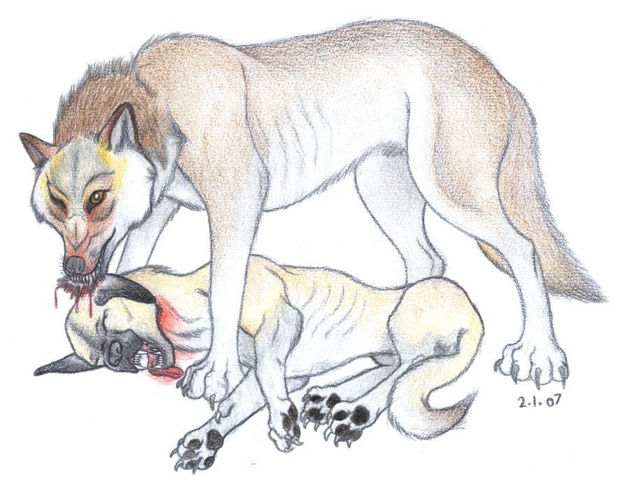 900x701 Angry Wolf Drawing Tariqalichadhar