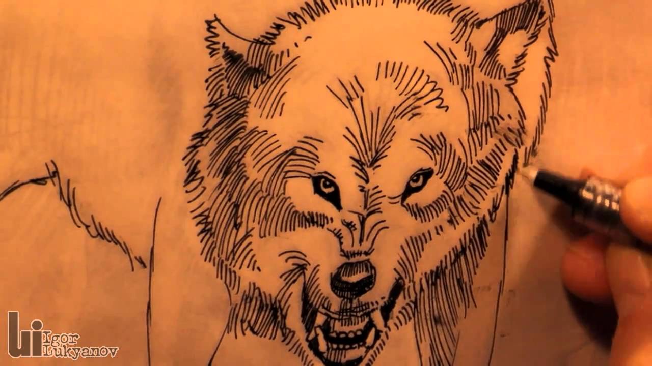 1280x720 Drawing An Angry Wolf