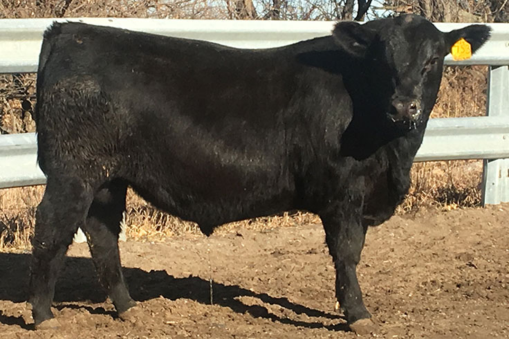 736x490 Landmark Angus