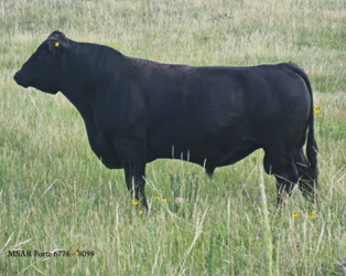 314x250 Mike Sitz Angus Ranch