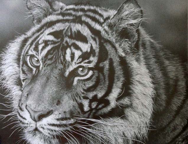 637x488 Pictures Wildlife Pencil Artists,