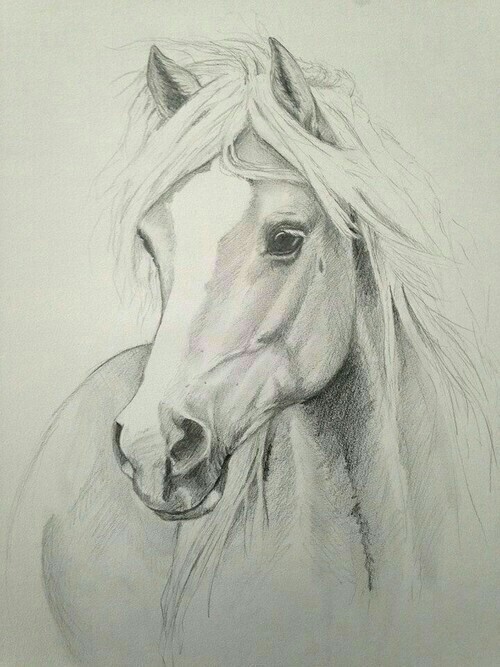 500x667 Drawing, Horse, And Animal Image Paintings