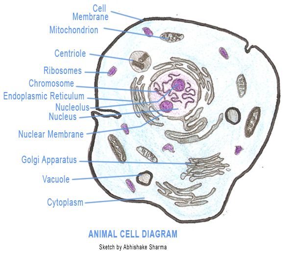 600x533 Animal Cell Parts Homeschool, School And Edible Animal Cell
