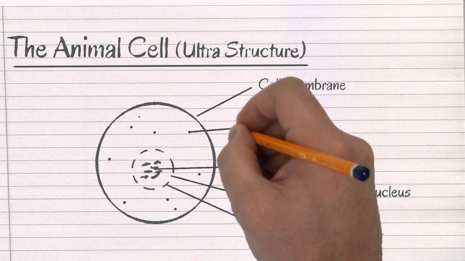 1920x1080 How To Draw An Animal Cell