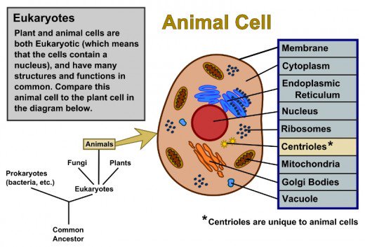 520x353 Plant Cells Vs. Animal Cells, With Diagrams Owlcation