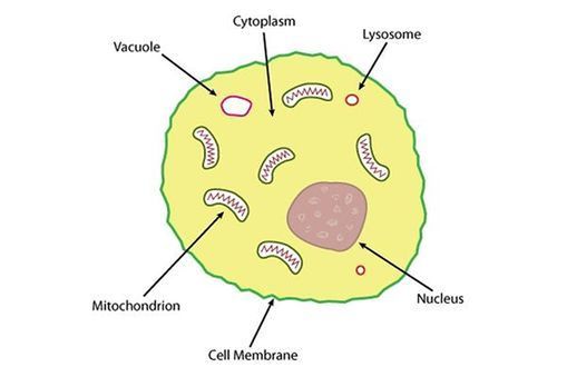 509x339 Structure Of An Animal Cell Sciencelearn Hub