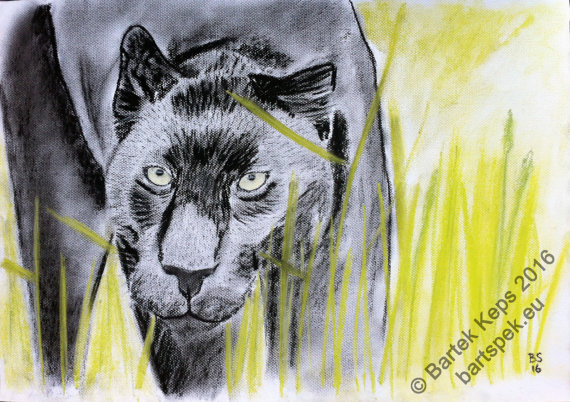 570x402 Large Original Puma Drawing Black Panther Animal Charcoal