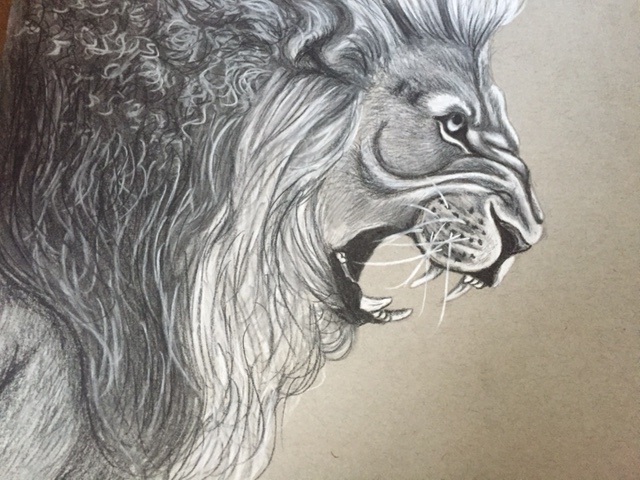 640x480 Lion Charcoal Drawing By Freespirited12