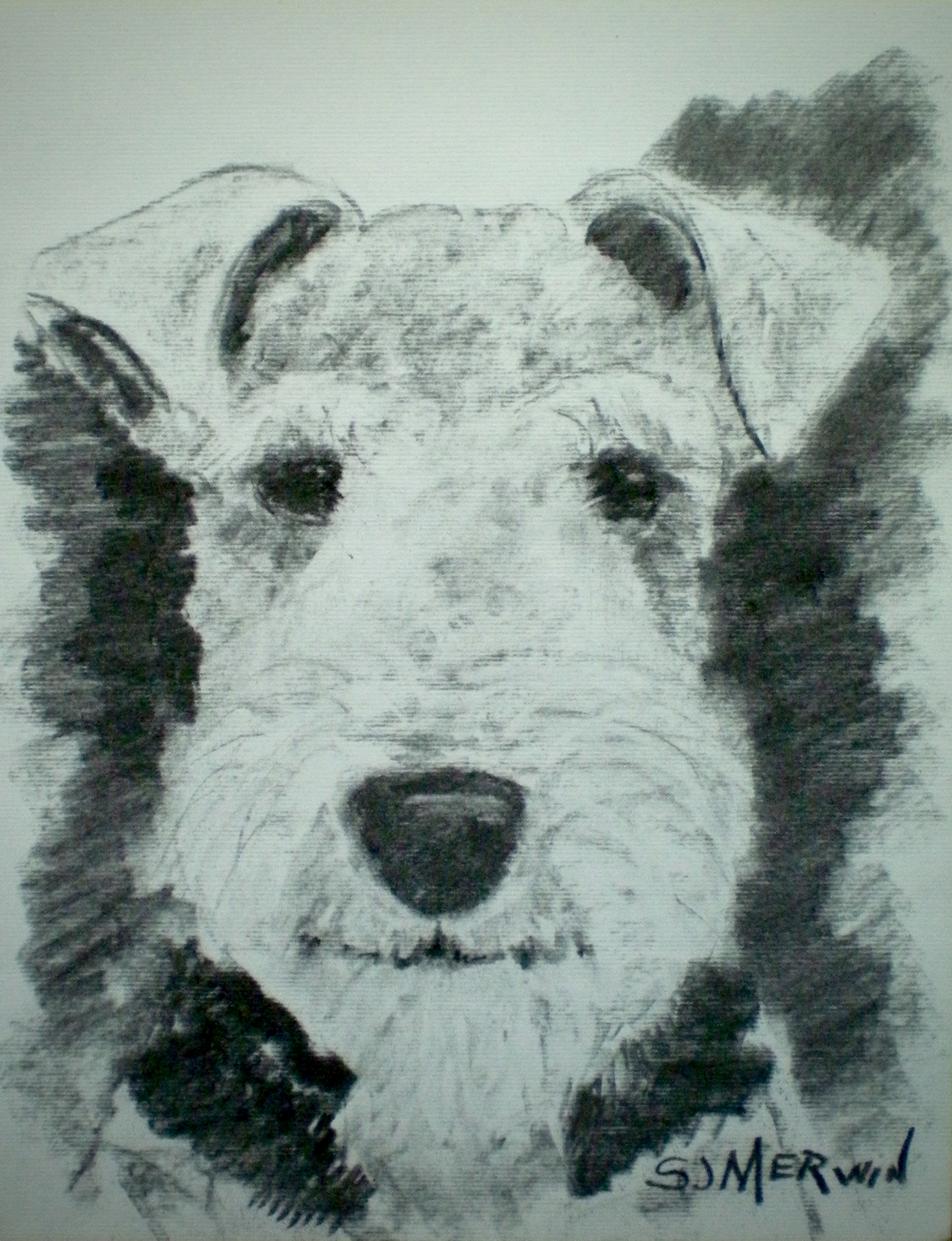 1730x2255 Quintessential Welsh Terrier