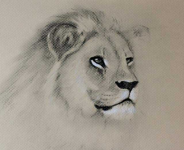 640x520 Drawing Animals With Charcoal Lion
