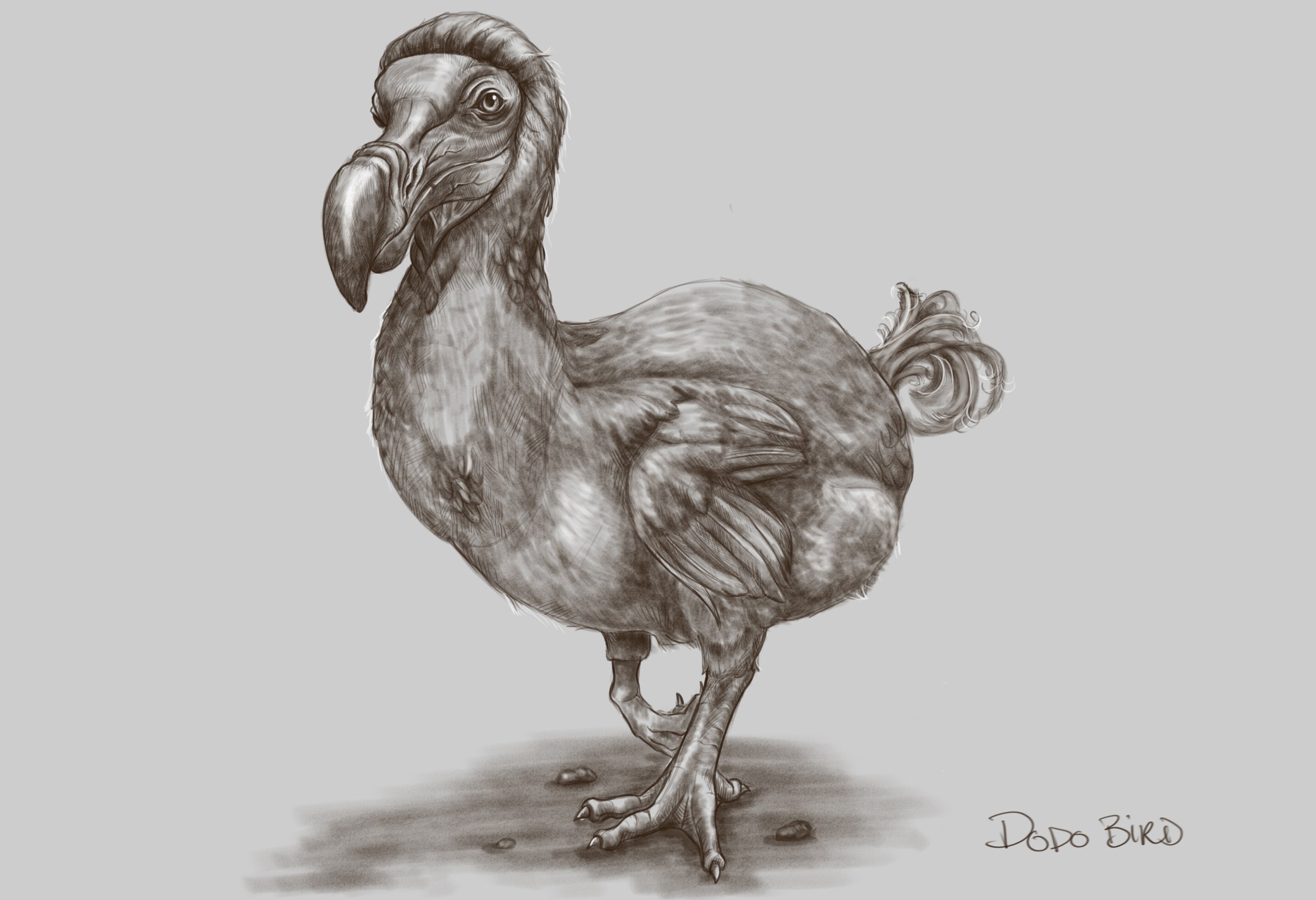 2192x1500 Animal Drawing Anri Olivier, Llc