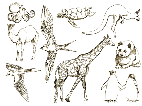 600x450 Animal Drawings On Behance
