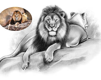 340x270 Animal Drawing Etsy