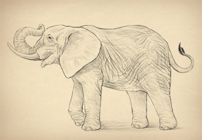 400x277 How To Draw Animals