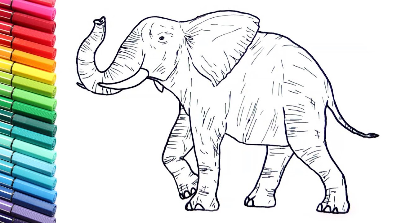 1280x720 Drawing And Coloring A Elephant