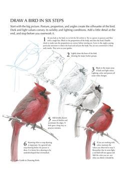 250x354 How To Draw A Birds