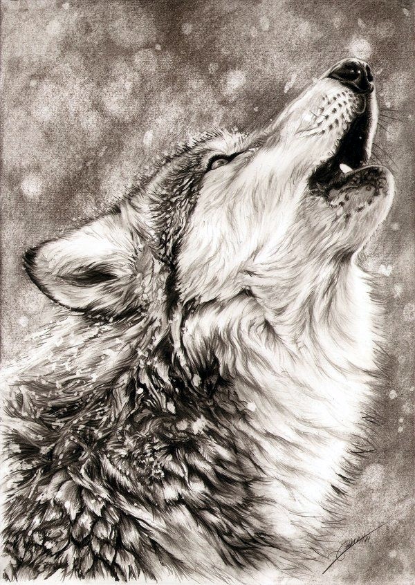 600x846 40 Realistic Animal Pencil Drawings