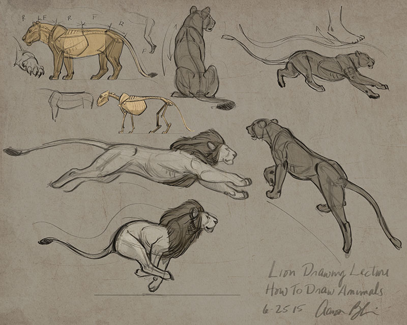 800x640 Animal Drawing Bundle