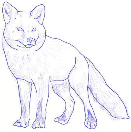 450x452 How To Draw A Fox