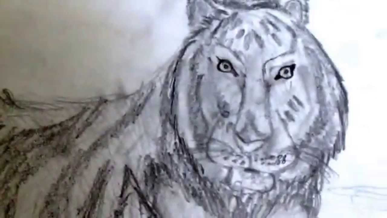1280x720 Who To Draw A Real Animals My Realistic Animal Drawings