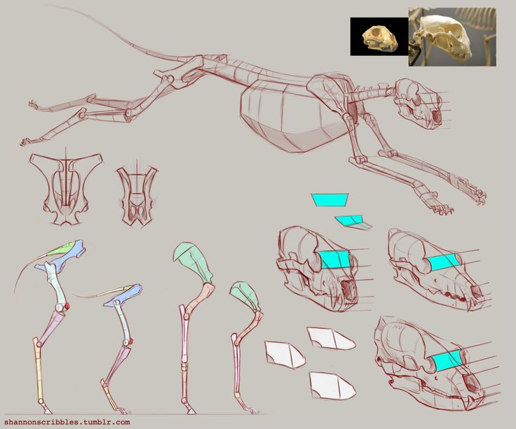 736x613 57 Best Animalmisc. Proportions Images On Animal