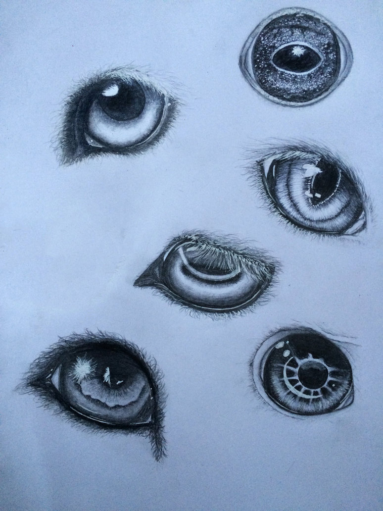 774x1032 Animal Eyes By Dolugecat