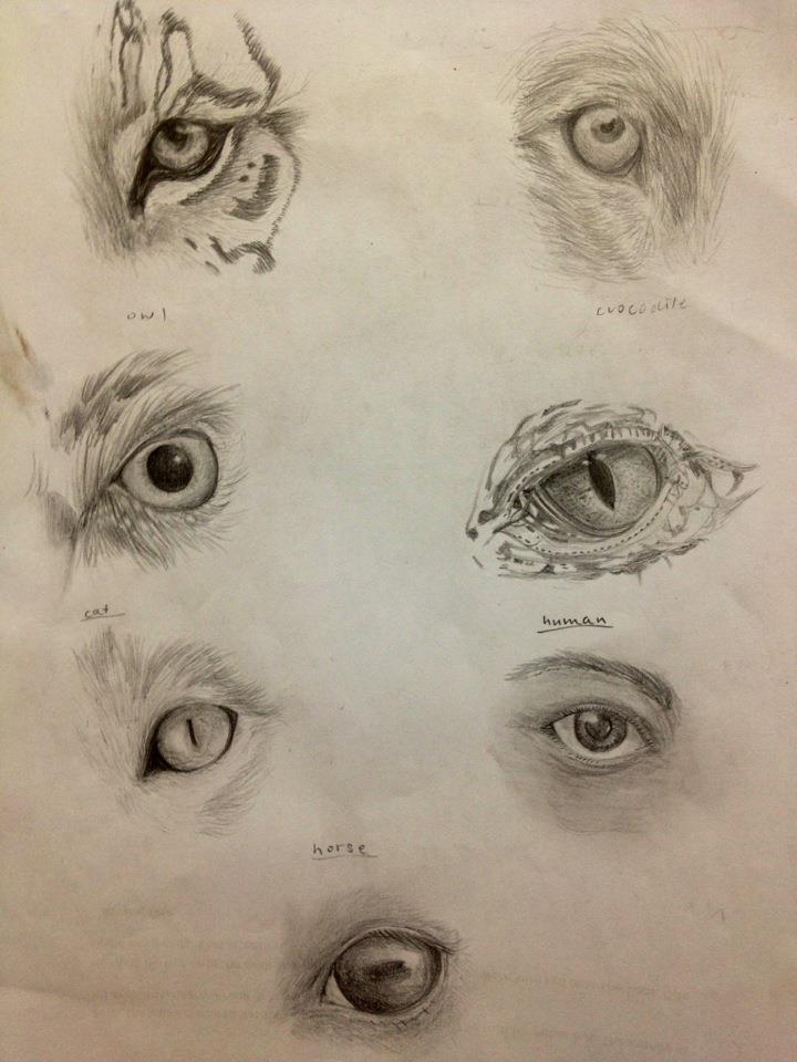 720x960 Animal Eyes By Glenysakazhenzi