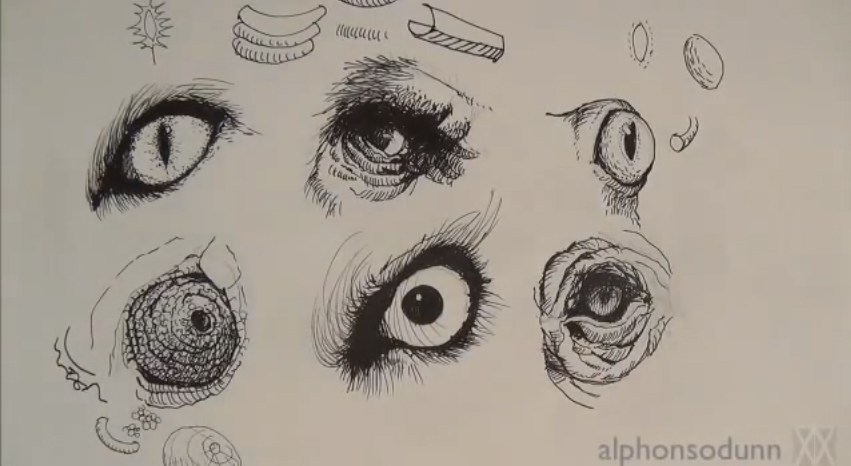 851x466 How To Draw Animal Eyes