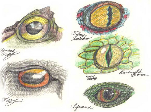 500x372 Animal Eyes Colored Pencils. Babbletrish