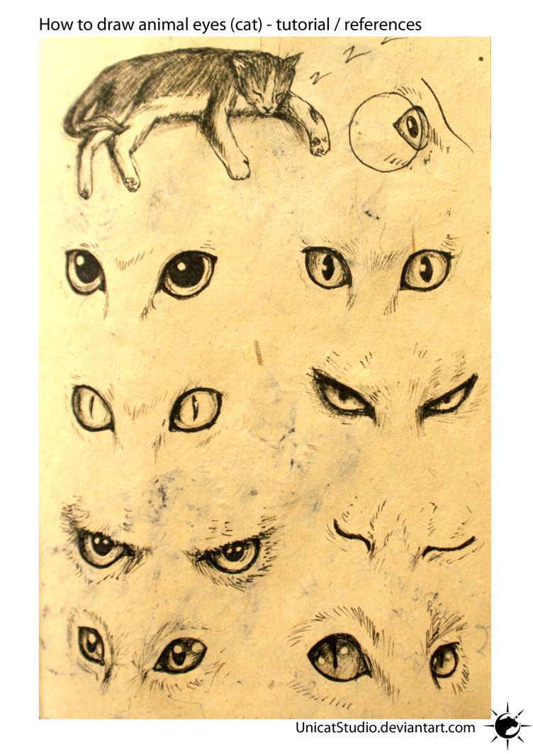 752x1063 Animal Eyes Tuto By Unicatstudio On Lt3 To Draw
