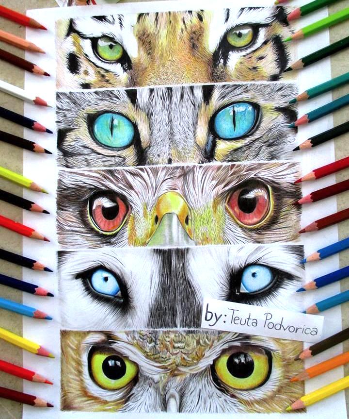 720x863 Animals Eye Drawing By Teuta Podvorica Eyes Art