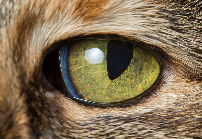 800x548 Animal Drawings