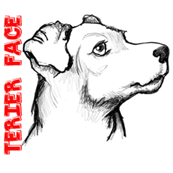 350x350 Learn How To Draw A Realistic Terrier's Face With The Following