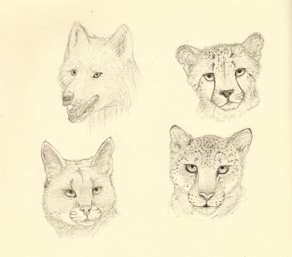 953x838 Animal Head Practice By Muniaelena