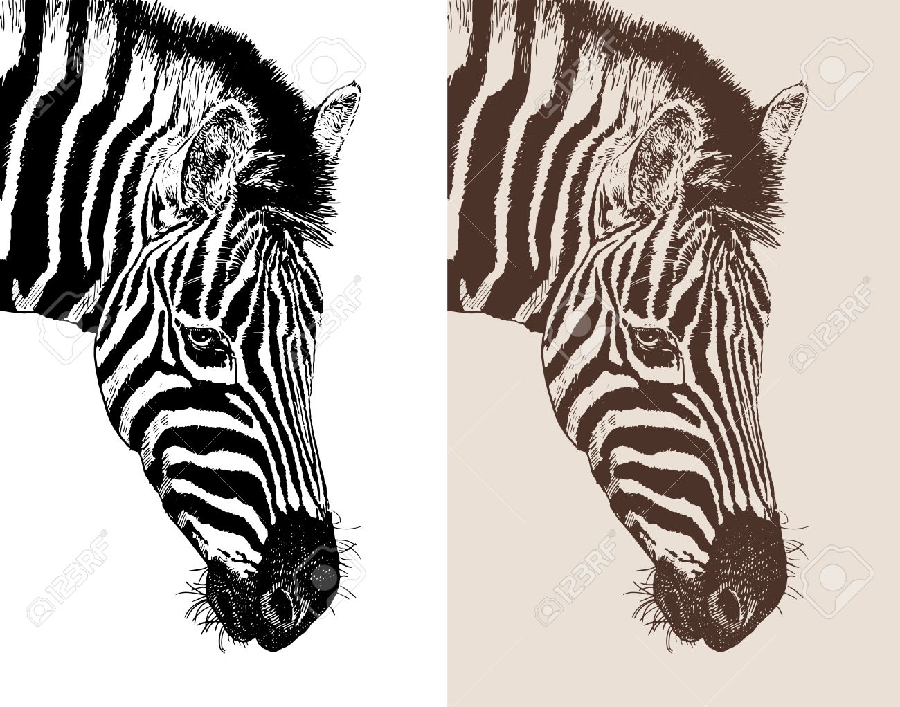 1300x1022 Artwork Head Profile Zebra, Digital Sketch Of Animal, Realistic