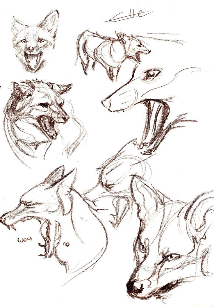 736x1056 Related Image Doodling Ideas Animal Heads, Drawing
