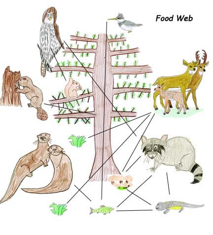432x476 Drawing Food Webs With Own Animal Art
