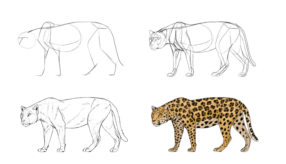 1000x574 How To Draw Big Cats Lions, Tigers, Cheetahs, And Much More